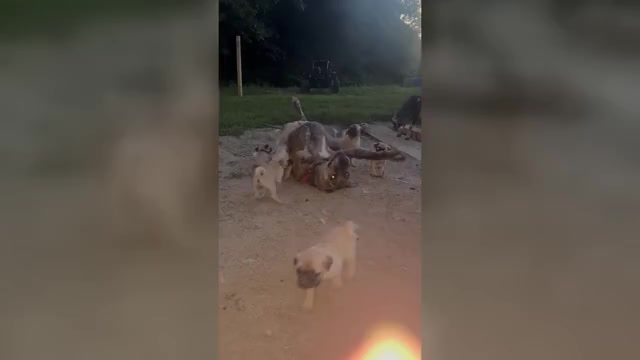 Video preview image #1 Pug Puppy For Sale in METAMORA, IN, USA