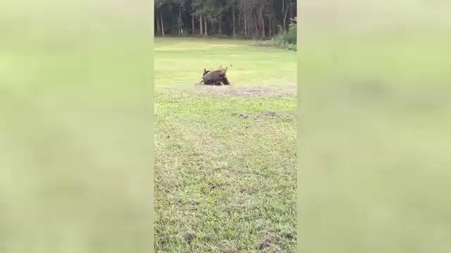 Video preview image #2 German Shepherd Dog Puppy For Sale in PURVIS, MS, USA