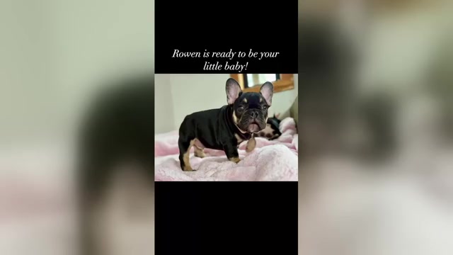 Video preview image #2  Breeder Profile in KALISPELL, MT, USA