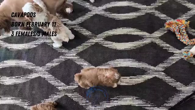 Video preview image #3 Cavapoo (Miniature) Puppy For Sale in GOSHEN, IN, USA