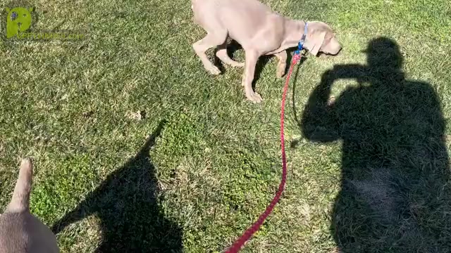 Video preview image #5 Weimaraner Puppy For Sale in WILLOWS, CA, USA