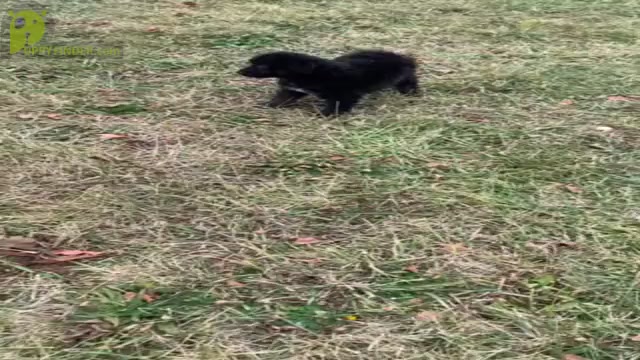 Video preview image #6 Miniature Australian Shepherd-Poodle (Toy) Mix Puppy For Sale in WARSAW, IN, USA