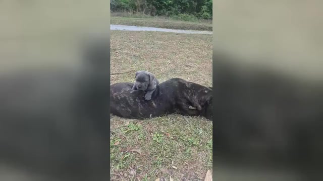 Video preview image #29 Cane Corso Puppy For Sale in COLUMBIA, SC, USA