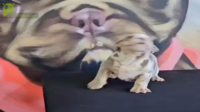 Video preview image #3 English Bulldog Puppy For Sale in SAN ANTONIO, TX, USA