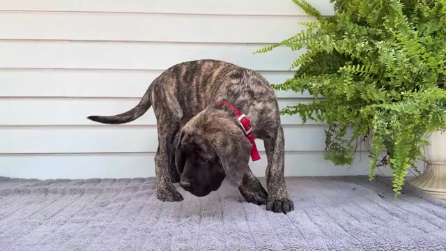 Video preview image #2 Mastiff Puppy For Sale in WAKARUSA, IN, USA