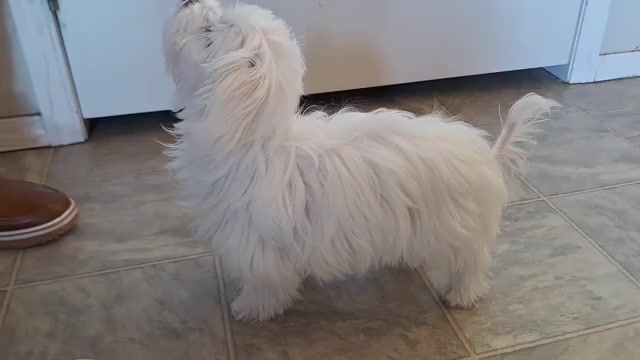 Video preview image #10 Maltese Puppy For Sale in BEAR RIVER, WY, USA