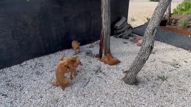 Video preview image #3 Vizsla Puppy For Sale in FISCHER, TX, USA