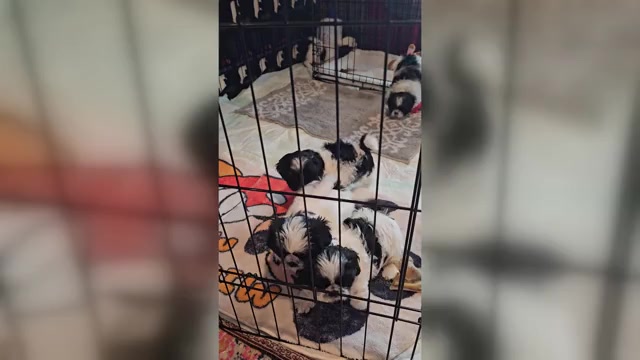 Video preview image #1 Shih Tzu Puppy For Sale in REPUBLIC, MO, USA