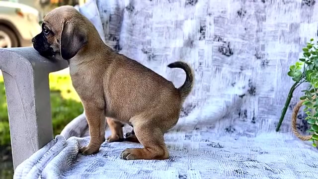 Video preview image #9 Puggle Puppy For Sale in WAKARUSA, IN, USA