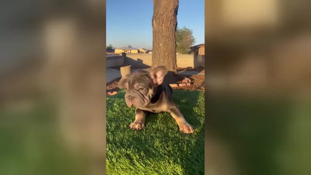 Video preview image #5 French Bulldog Puppy For Sale in ANAHEIM, CA, USA