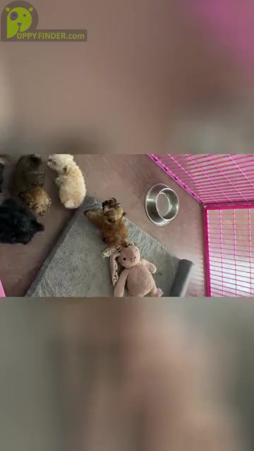 Video preview image #1 French Bulldog Puppy For Sale in ADRIAN, MI, USA