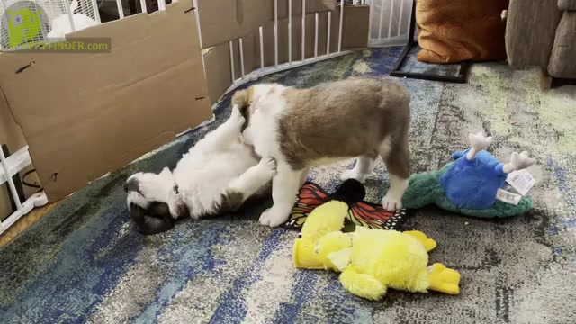 Video preview image #1 Saint Bernard Puppy For Sale in SAVANNAH, MO, USA