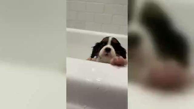 Video preview image #7 Cavalier King Charles Spaniel Puppy For Sale in SANTA ROSA, CA, USA