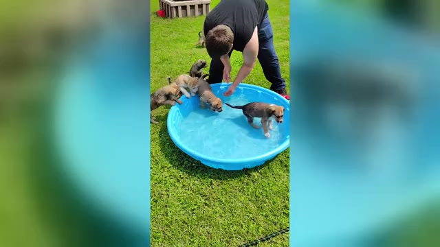 Video preview image #1 American Pit Bull Terrier-Siberian Husky Mix Puppy For Sale in N FOND DU LAC, WI, USA