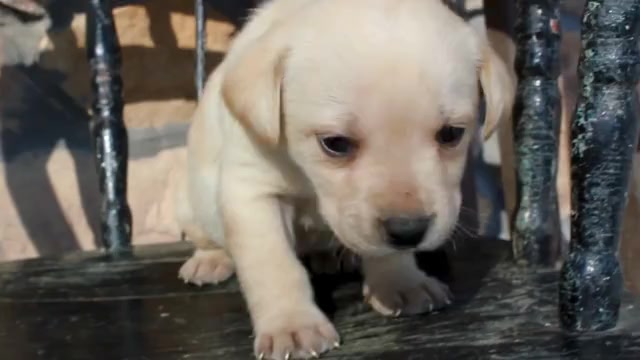 Video preview image #3 Labrador Retriever Puppy For Sale in CAPON BRIDGE, WV, USA