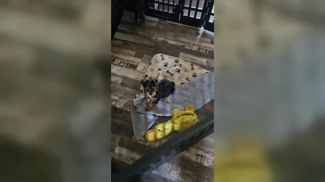 Video preview image #1 Yorkshire Terrier Puppy For Sale in PITTSBURG, KS, USA