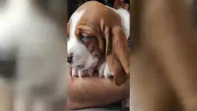 Video preview image #1 Basset Hound Puppy For Sale in ANGIER, NC, USA