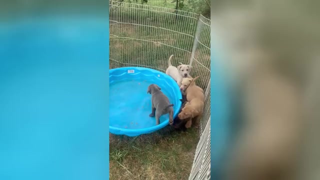 Video preview image #1 Labrador Retriever Puppy For Sale in LEASBURG, MO, USA