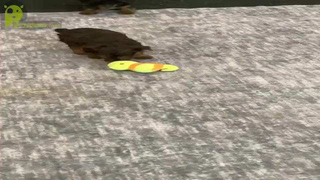 Video preview image #12 Yorkshire Terrier Puppy For Sale in WARSAW, IN, USA