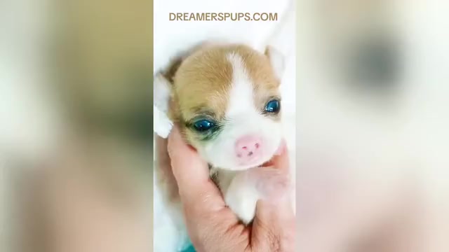 Video preview image #33  Breeder Profile in ADAMSVILLE, TN, USA