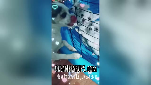 Video preview image #54  Breeder Profile in ADAMSVILLE, TN, USA
