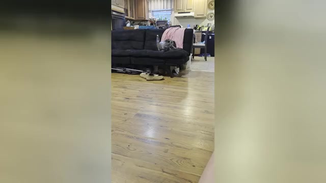 Video preview image #1 Yorkshire Terrier Puppy For Sale in LINCOLNTON, NC, USA
