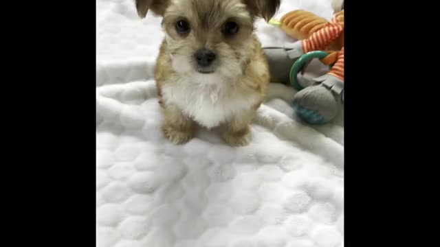 Video preview image #2 Morkie Puppy For Sale in ROCK STREAM, NY, USA