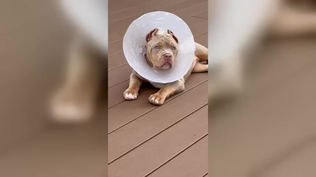 Video preview image #2 American Bully Puppy For Sale in LANSDOWNE, PA, USA