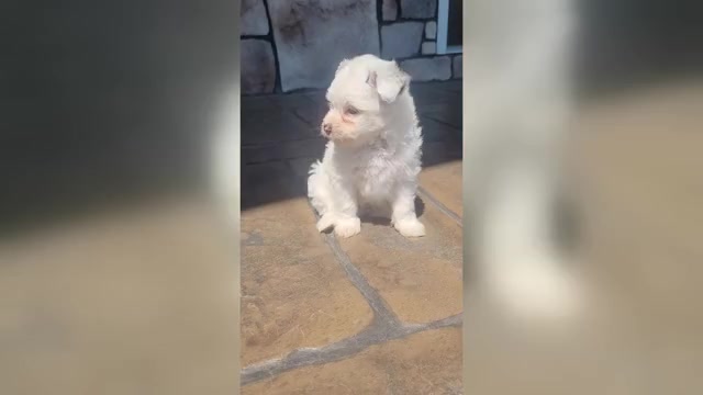Video preview image #1 Pom-A-Poo Puppy For Sale in ORRVILLE, OH, USA