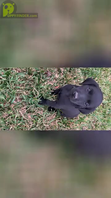 Video preview image #2 Labrador Retriever Puppy For Sale in TYLER, TX, USA