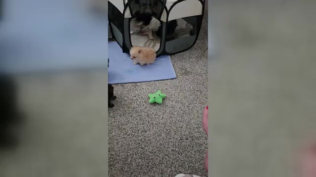 Video preview image #1 Pomeranian Puppy For Sale in MENIFEE, CA, USA