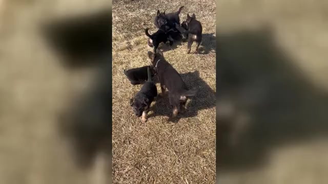 Video preview image #1 German Shepherd Dog Puppy For Sale in SUMPTER TWP, MI, USA