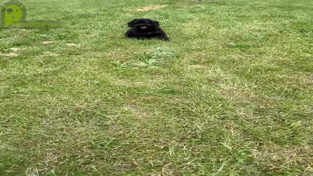 Video preview image #12 Poodle (Miniature) Puppy For Sale in WARSAW, IN, USA