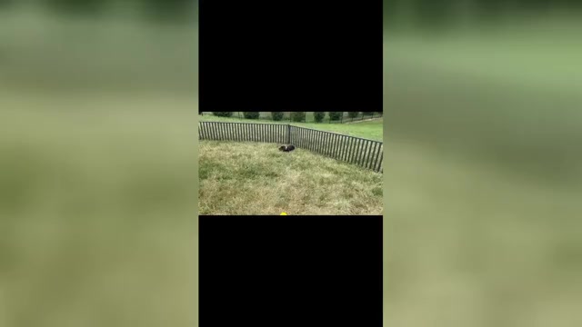 Video preview image #1 Doberman Pinscher Puppy For Sale in WARSAW, IN, USA