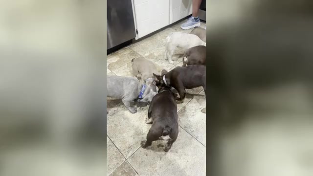 Video preview image #1 French Bulldog Puppy For Sale in BRIGHTON, CO, USA