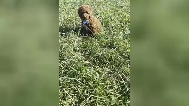 Video preview image #1 Goldendoodle (Miniature) Puppy For Sale in WARSAW, IN, USA