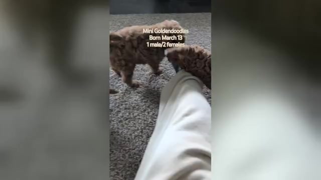 Video preview image #3 Goldendoodle (Miniature) Puppy For Sale in GOSHEN, IN, USA