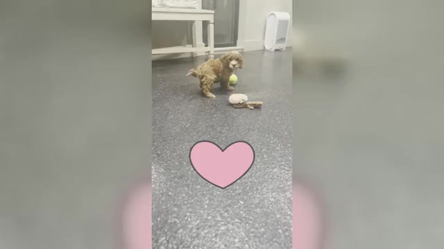 Video preview image #8 Cavapoo Puppy For Sale in WARSAW, IN, USA