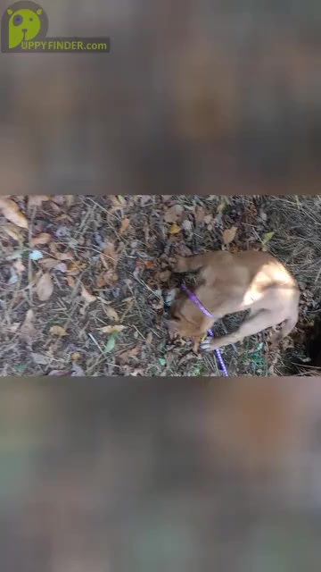 Video preview image #6 Rhodesian Ridgeback Puppy For Sale in ASBURY, MO, USA