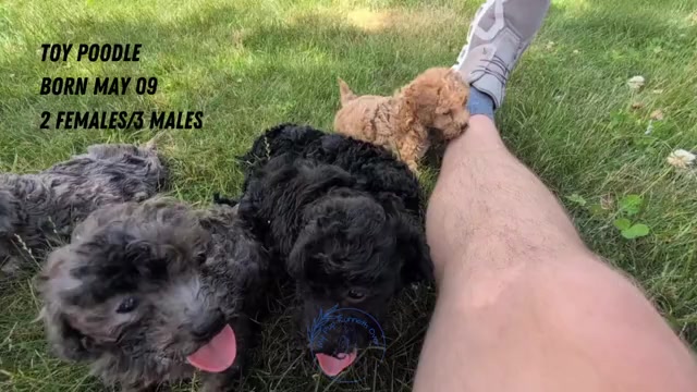 Video preview image #2 Poodle (Toy) Puppy For Sale in GOSHEN, IN, USA
