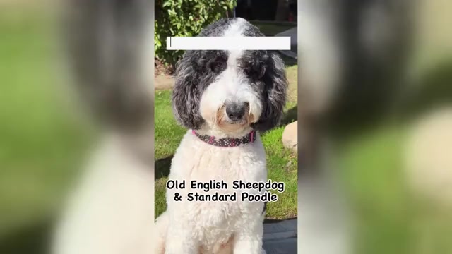 Video preview image #10  Breeder Profile in BAKERSFIELD, CA, USA