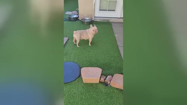 Video preview image #2 French Bulldog Puppy For Sale in LAS VEGAS, NV, USA