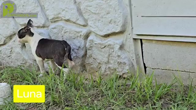 Video preview image #2 Boston Terrier Puppy For Sale in BROOKSVILLE, FL, USA