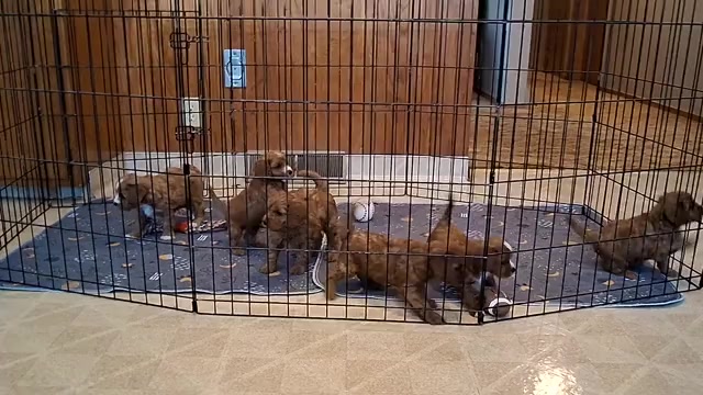 Video preview image #2 Cavapoo (Miniature) Puppy For Sale in HANCOCK, MN, USA