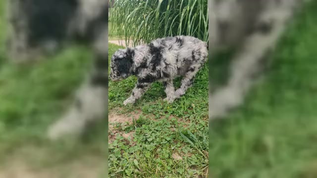 Video preview image #1 Poodle (Standard) Puppy For Sale in COUCH, MO, USA