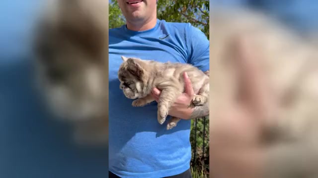 Video preview image #2 French Bulldog Puppy For Sale in SAN DIEGO, CA, USA