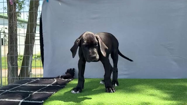 Video preview image #12 Great Dane Puppy For Sale in WAKARUSA, IN, USA