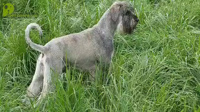 Video preview image #3 Schnauzer (Giant) Puppy For Sale in Hatvan, Heves, Hungary