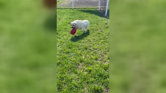 Video preview image #1 Labrador Retriever Puppy For Sale in SYRACUSE, IN, USA
