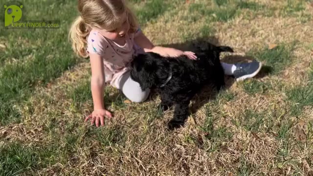 Video preview image #1 Goldendoodle Puppy For Sale in ABILENE, TX, USA